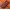 Чехол накладка полностью обтянутый натуральной кожей для Google Pixel 6a "SIGNATURE СТРАУС НОГА"