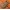 Чехол накладка полностью обтянутый натуральной кожей для Tecno Camon 17 "SIGNATURE СТРАУС НОГА"